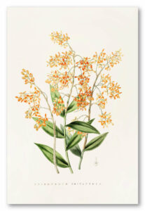 Epidendrum Polyanthum