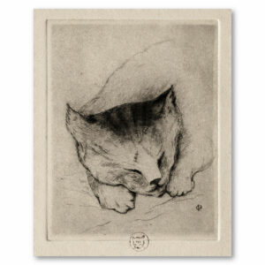 Tête de jeune chat